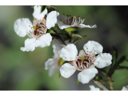 Miel de Manuka - NPA 10+ MGO 363+ Puri - 240g - Nouvelle-Zélande