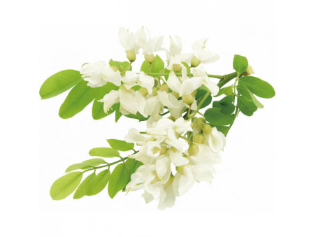 Miel d'Acacia de Bruxelles