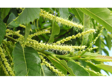 Miel de Châtaignier de Belgique – Région du Lot – 500g