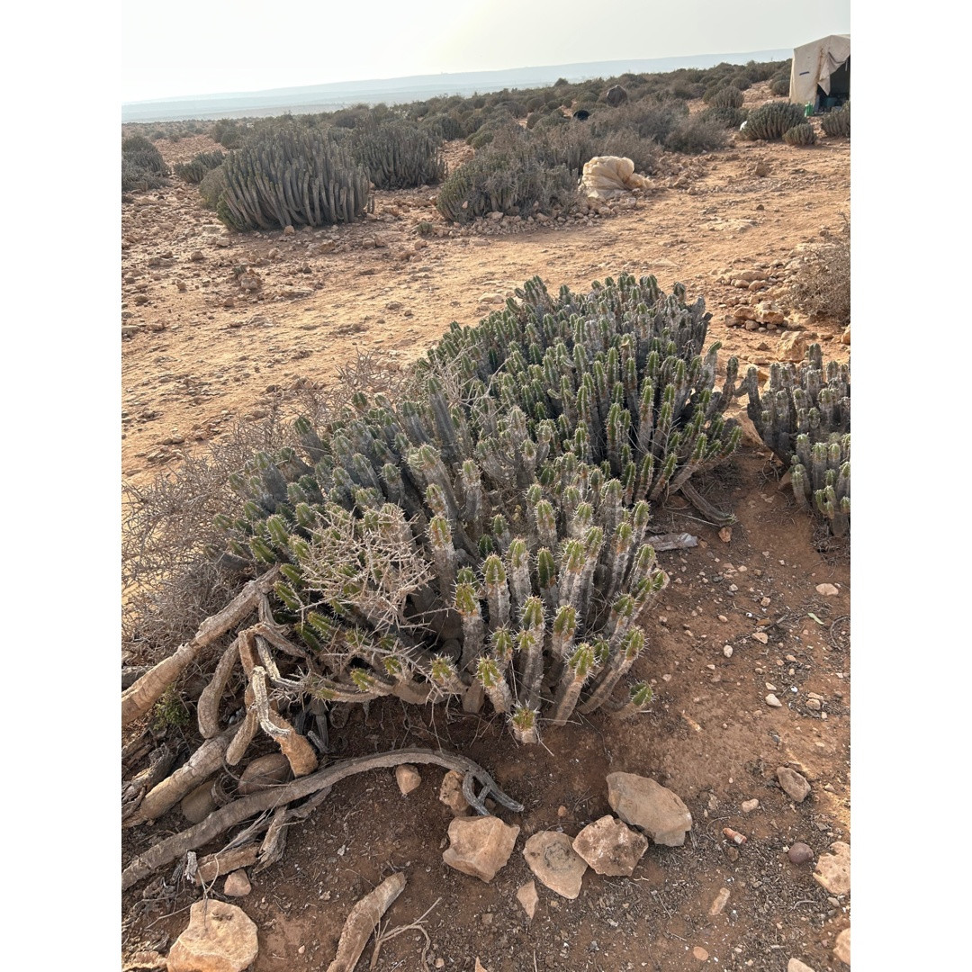 Le Dharmouss Euphorbe Cactus